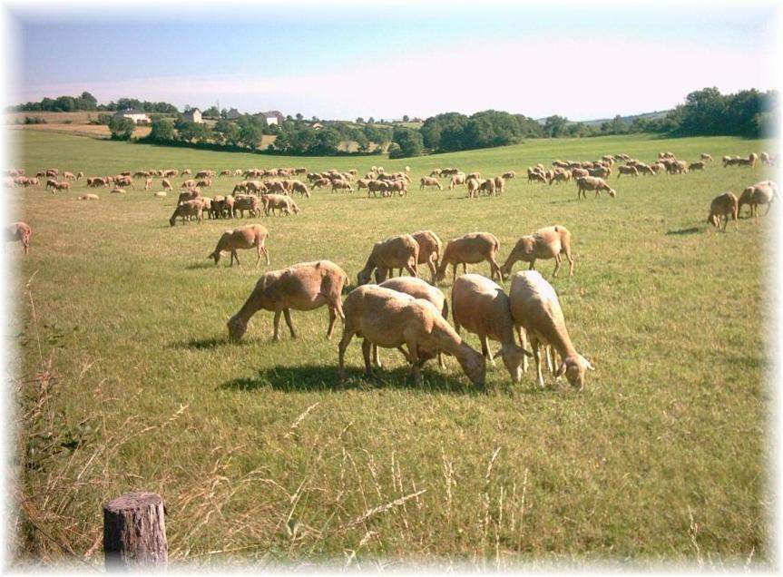 Saint-Rome-de-Tarn Les Palmiers Des Causses 빌라 외부 사진